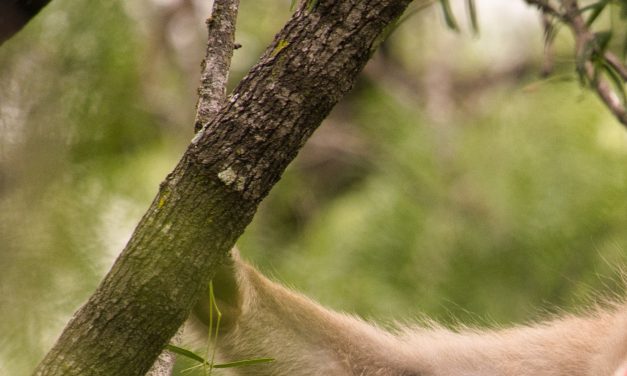 Will a macaque eat a grape sitting on a pile of poo? A study on germaphobia