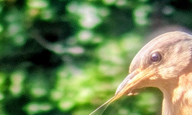Wildfire smoke affects animals in unique ways. Scientists are trying to understand it